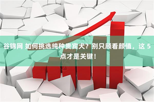 谷锦网 如何挑选纯种贵宾犬？别只顾看颜值，这 5 点才是关键！
